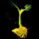 biologia crowdfunding