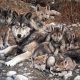 lobo iberico crowdfunding